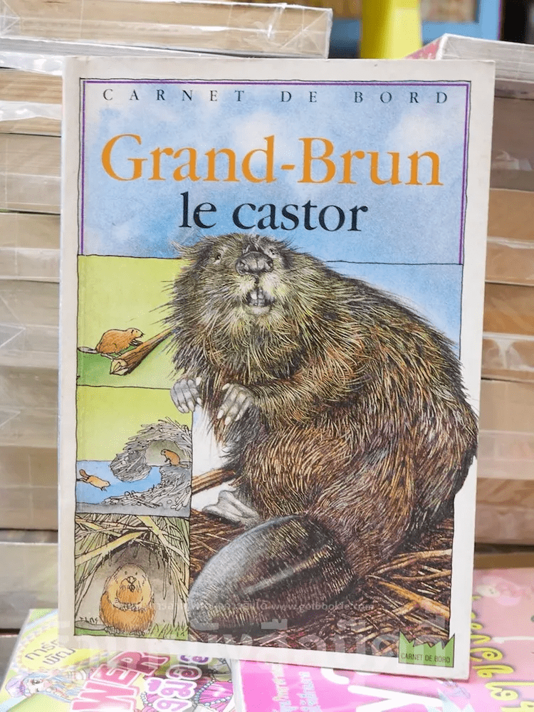 Grand-Brun le castor