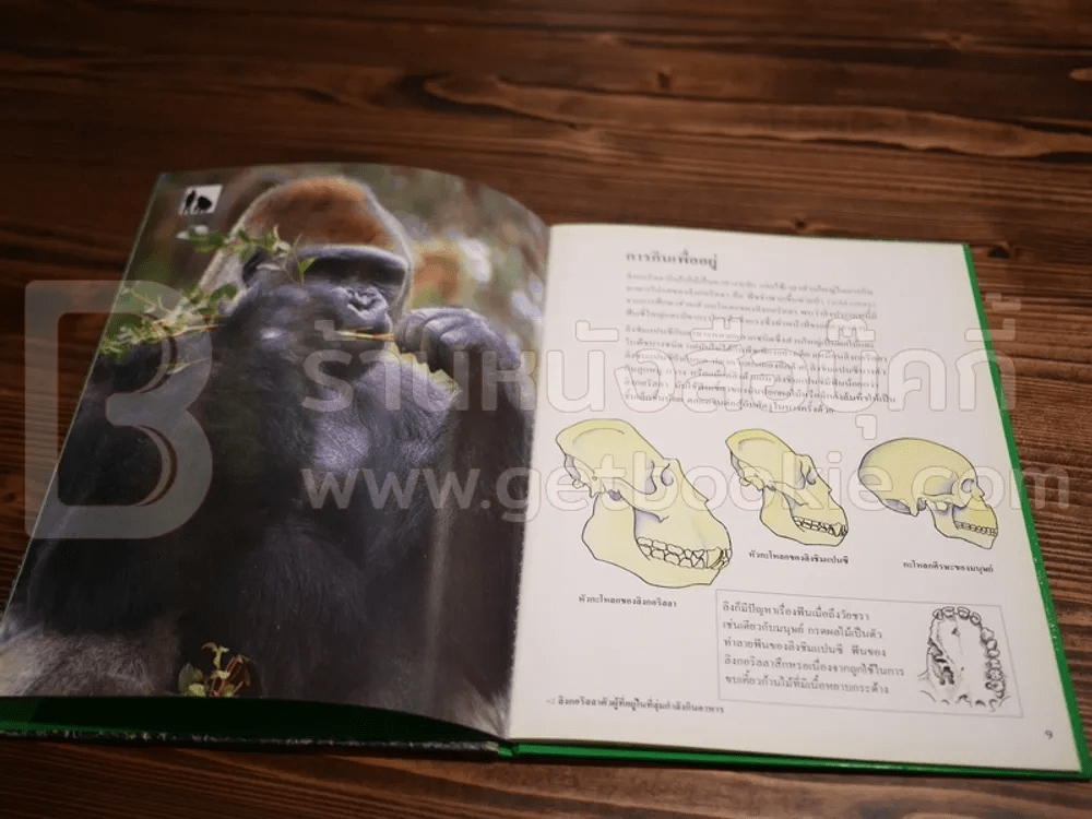 ลิงกอริลลาและลิงชิมแปนซี  เดวิด ชิเวอร์ส ไทยวัฒนาพานิช/วัตส์