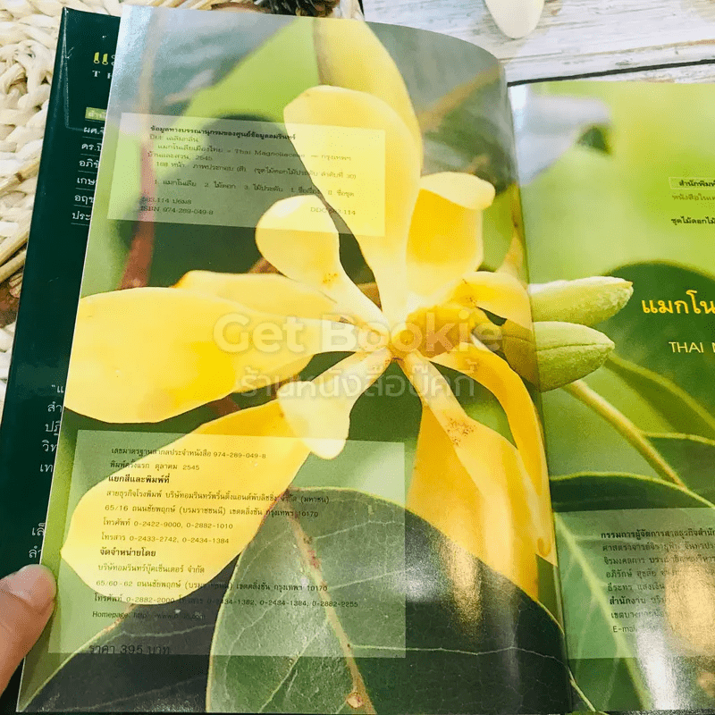 แมกโนเลียเมืองไทย Thai Magnoliaceae