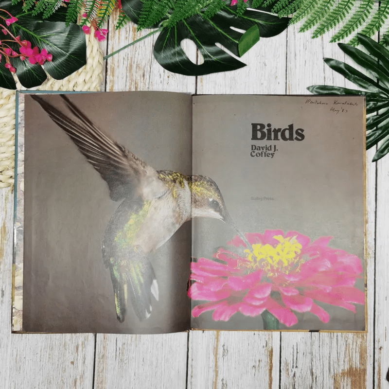 Birds - David J. Coffey