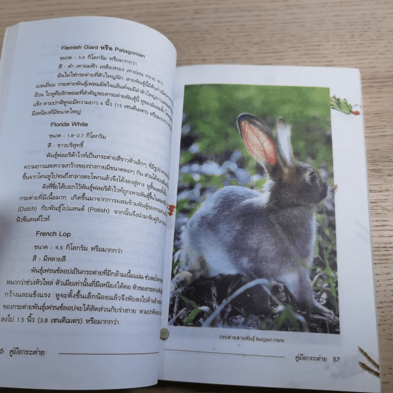 คู่มือกระต่าย The Rabbit Handbook - กณิกกนันท์ ลีฬวรรณ