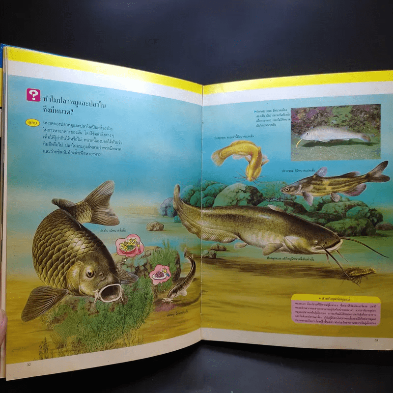 หนังสือชุดความรู้เบื้องต้นสำหรับเด็ก สิ่งที่น่าทำ + ชีวิตในน้ำ