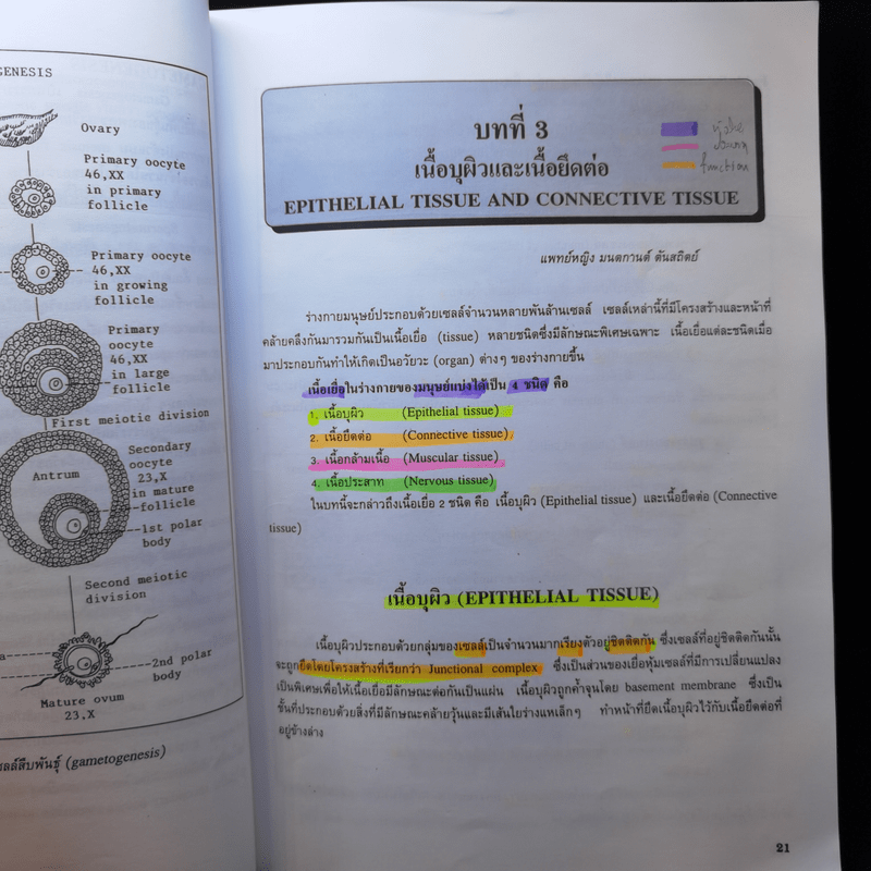 กายวิภาคศาสตร์ของมนุษย์ Human Anatomy