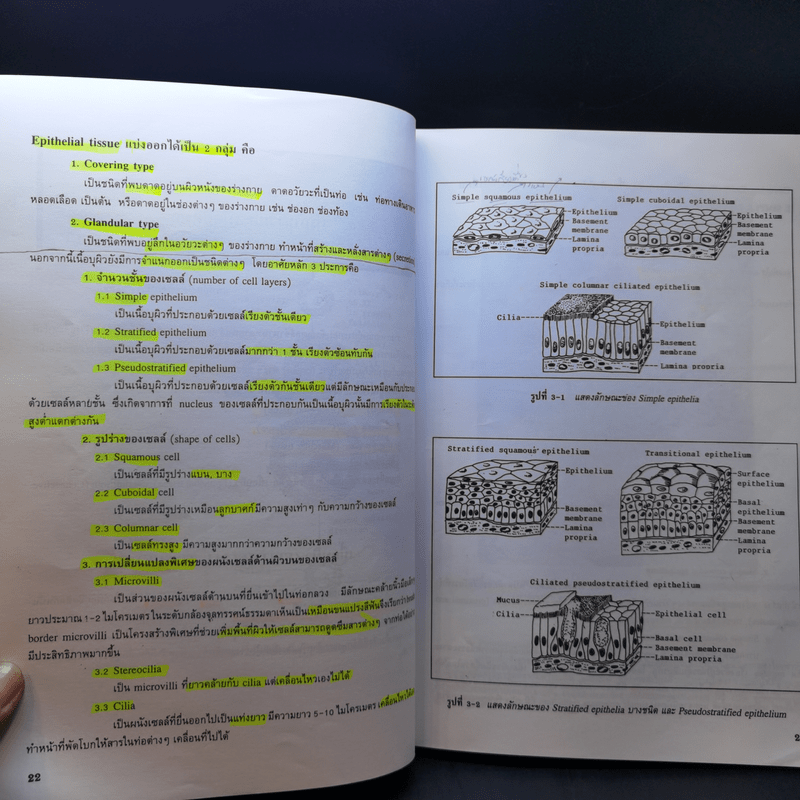 กายวิภาคศาสตร์ของมนุษย์ Human Anatomy