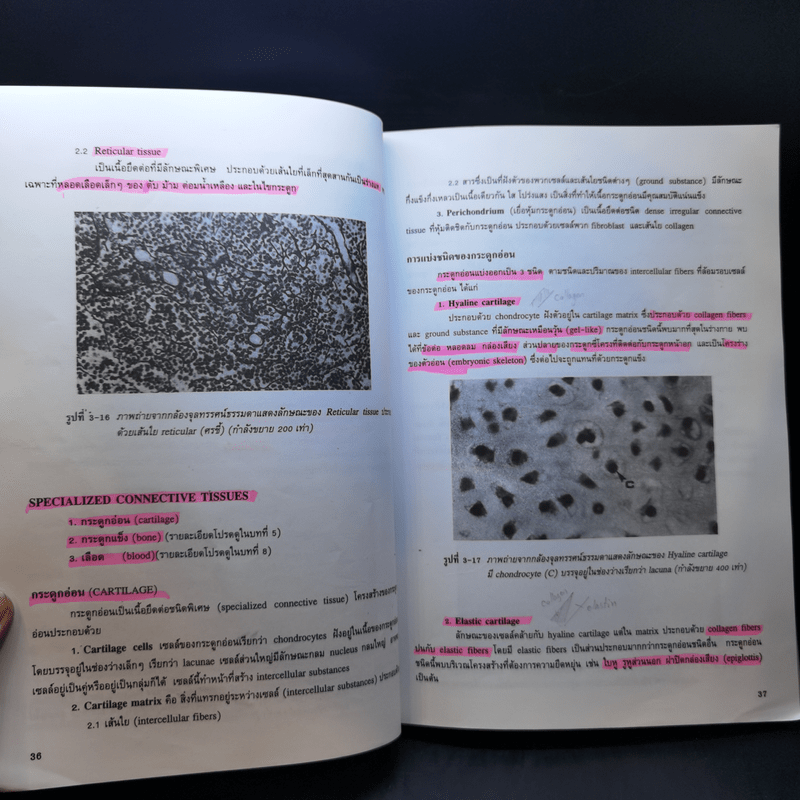 กายวิภาคศาสตร์ของมนุษย์ Human Anatomy