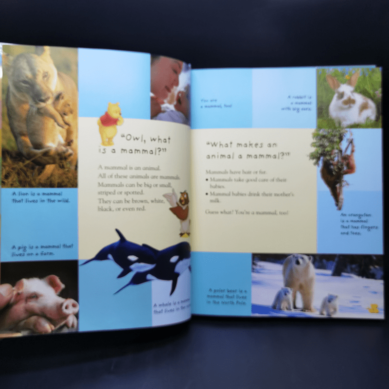 My Very First Encyclopedia Animals