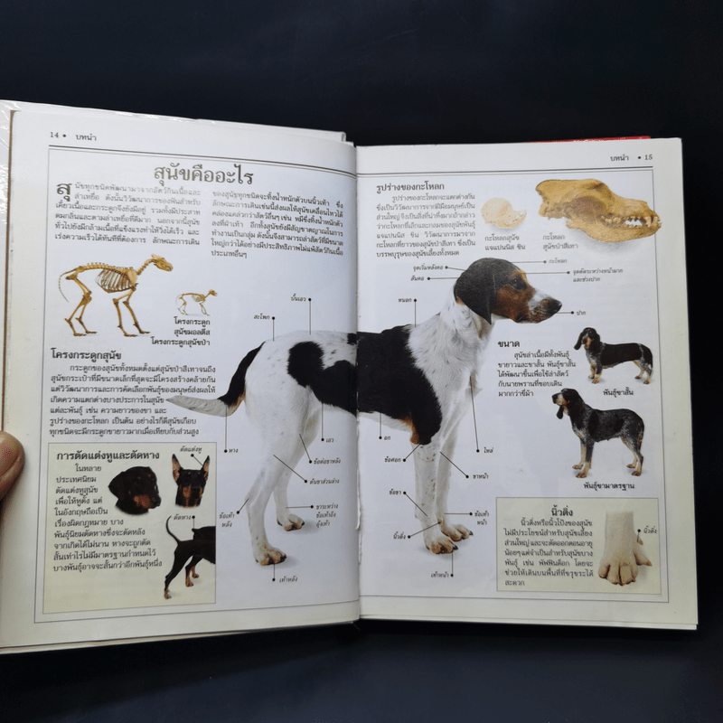 สุนัข คู่มือแนะนำสุนัขพันธุ์ต่างๆมากกว่า 300 พันธุ์จากทั่วโลก - David Alderton