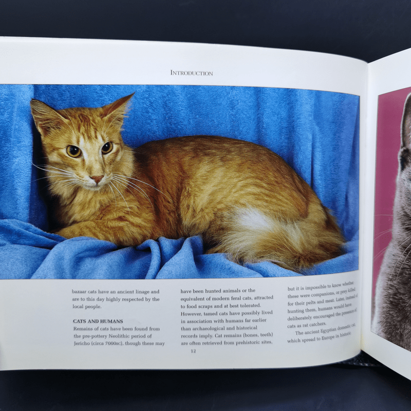 The Ultimate Guide to Cat Breeds - Louisa Somerville