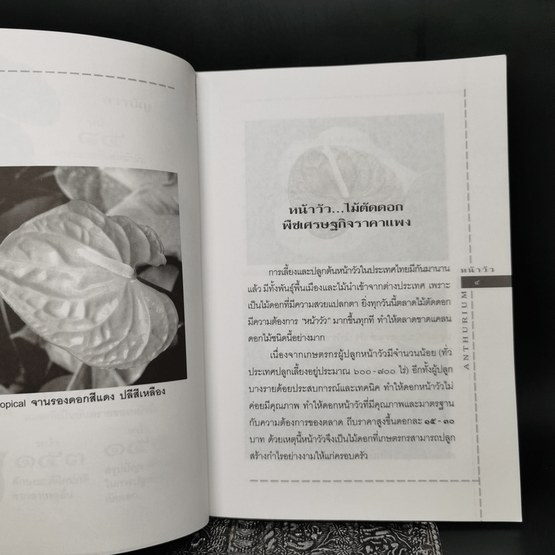 หน้าวัว Anthurium ดาวจรัสแสงแห่งไม้ประดับไม้ตัดดอก - พฤกษทล