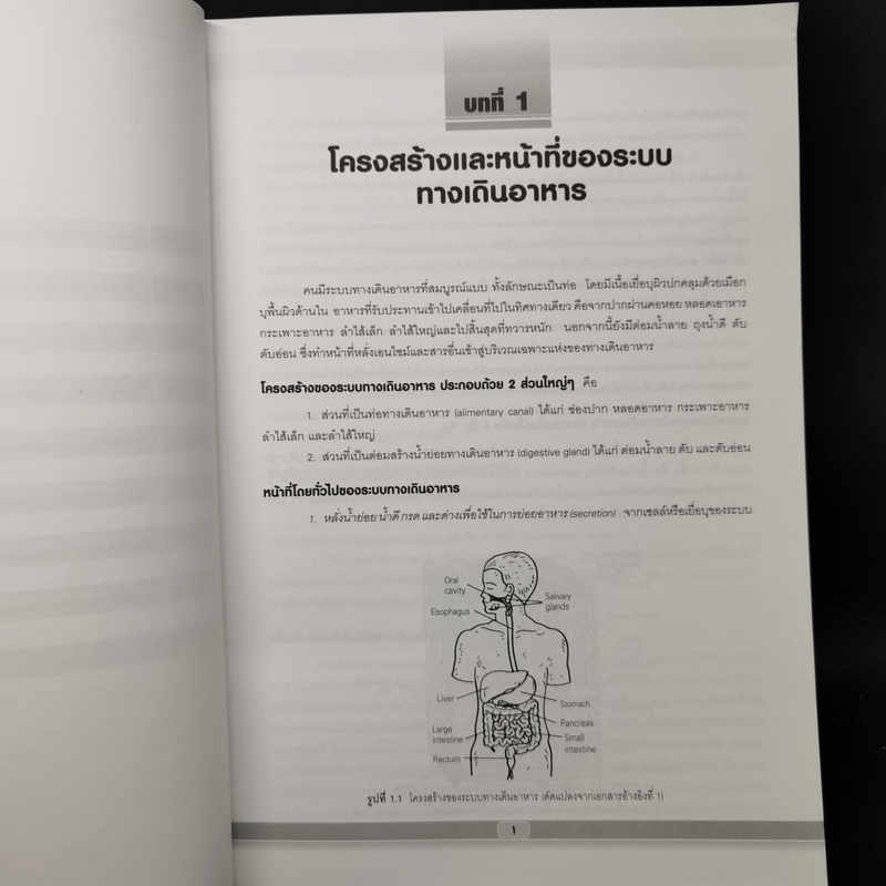 สรีรวิทยาระบบทางเดินอาหารและการประยุกต์ทางคลินิก - รศ.พญ.ดวงพร วีระวัฒกานนท์