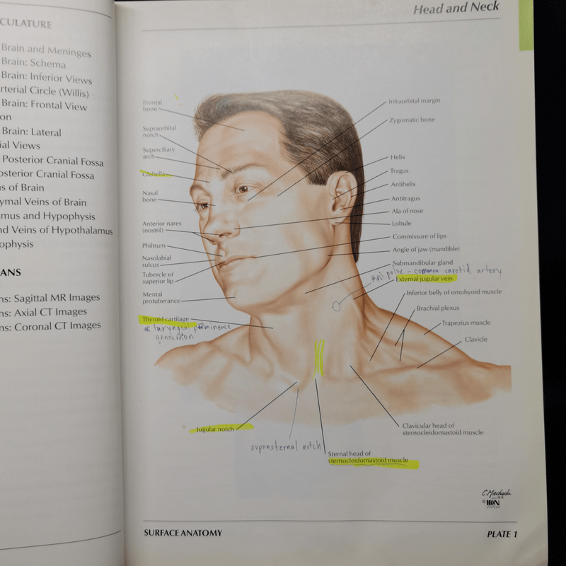 Atlas of Human Anatomy - Frank H. Netter
