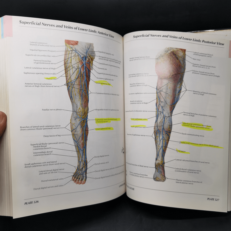 Atlas of Human Anatomy - Frank H. Netter