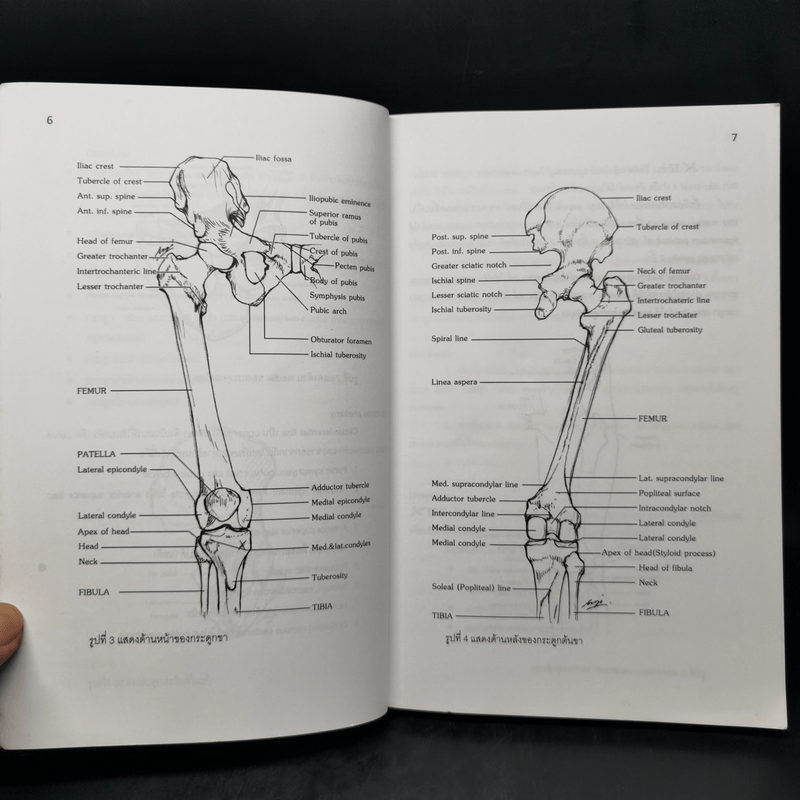 Lower Extremity (Dissection and Clinical Application)