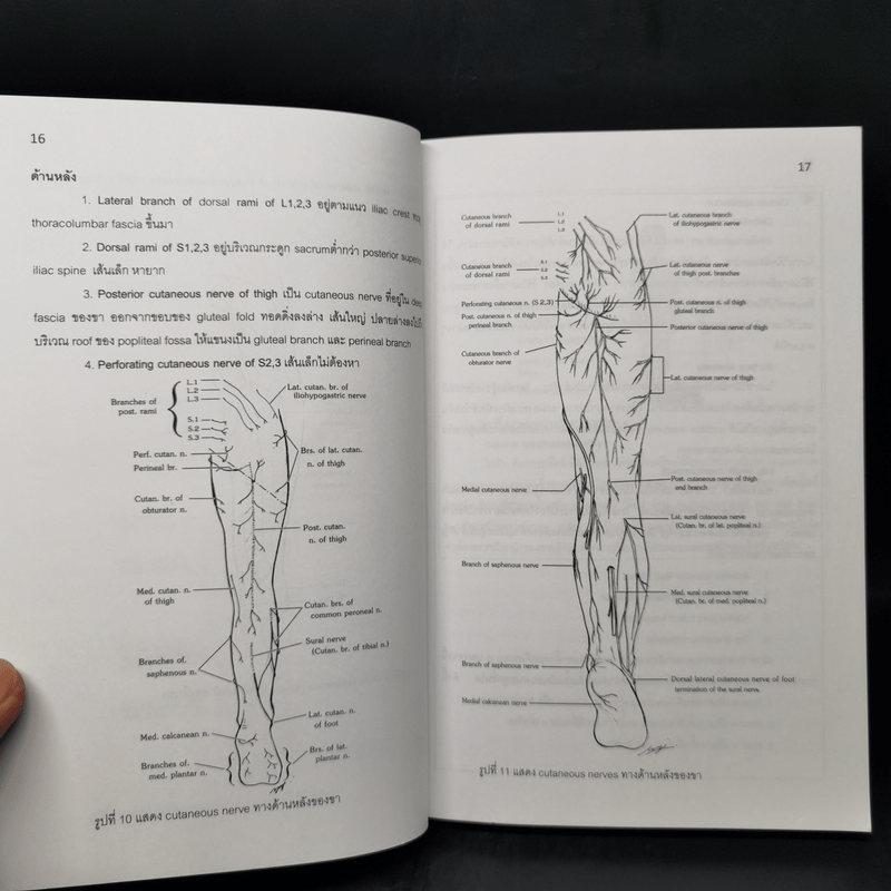 Lower Extremity (Dissection and Clinical Application)