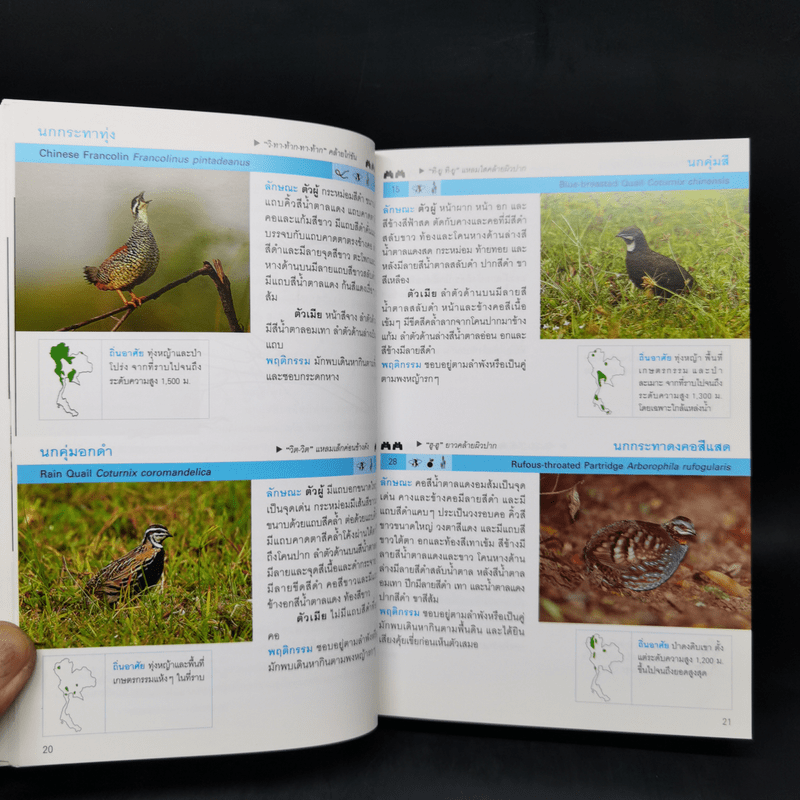 Thailand Bird Guide คู่มือจำแนกชนิดนกด้วยภาพถ่ายที่สมบูรณ์ที่สุด - รุ่งโรจน์ จุกมงคล