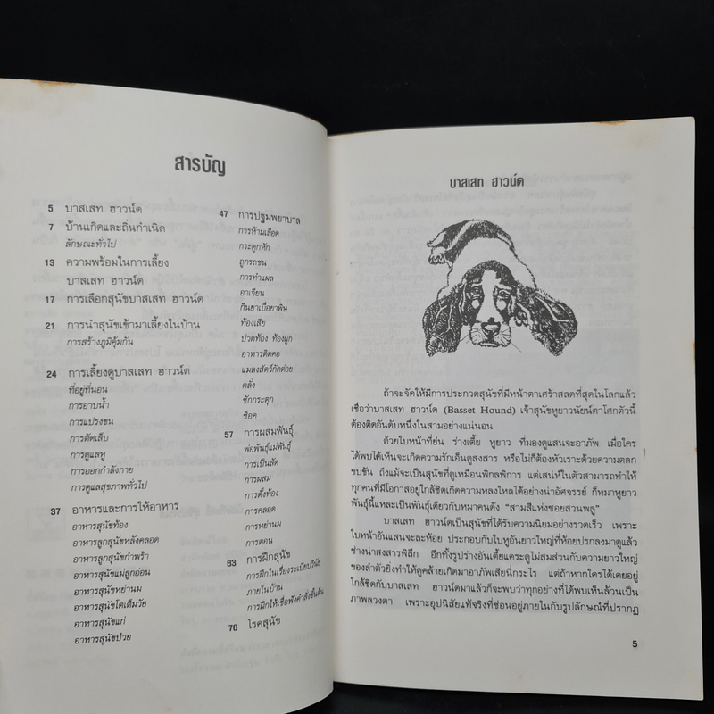คู่มือการเลี้ยงสุนัข บาสเสท ฮาวน์ด