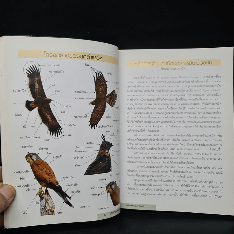 คู่มือเหยี่ยวและนกอินทรี A Photographic Guide to the Raptors of Thailand