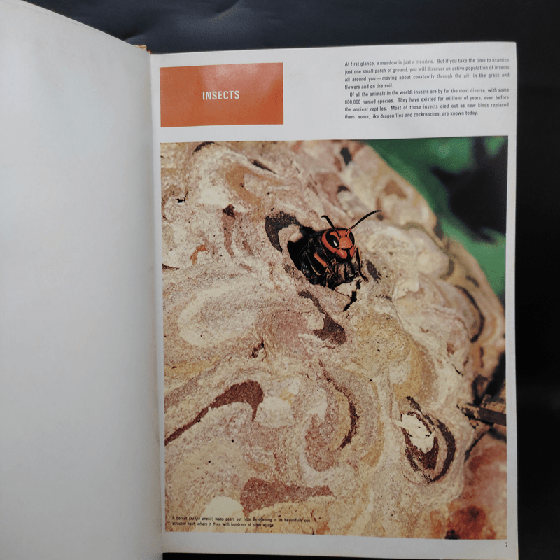 Insects - The Children's Treasury of Knowledge