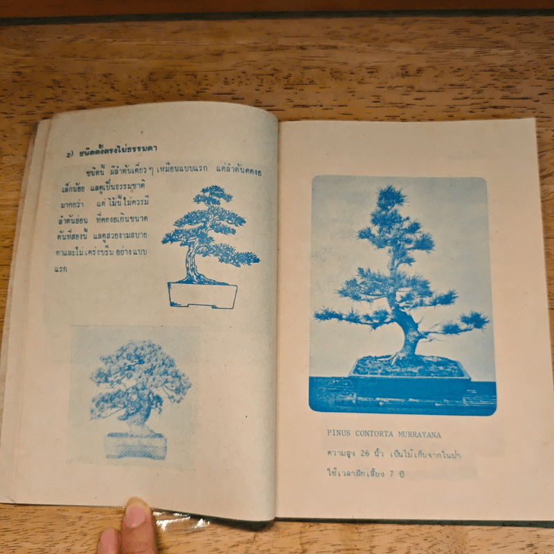 บอนไซไม้ดัด - สุขหฤทัย