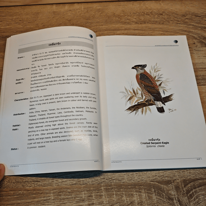 นกในป่าสะแกราช Birds of Sakaerat - สถาบันวิจัยวิทยาศาสตร์และเทคโนโลยีแห่งประเทศไทย