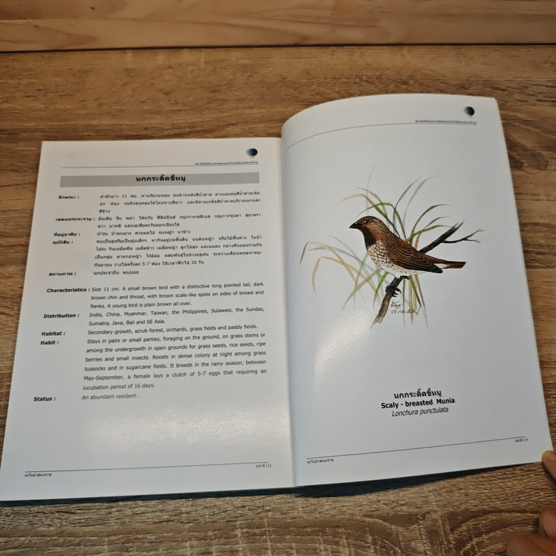 นกในป่าสะแกราช Birds of Sakaerat - สถาบันวิจัยวิทยาศาสตร์และเทคโนโลยีแห่งประเทศไทย