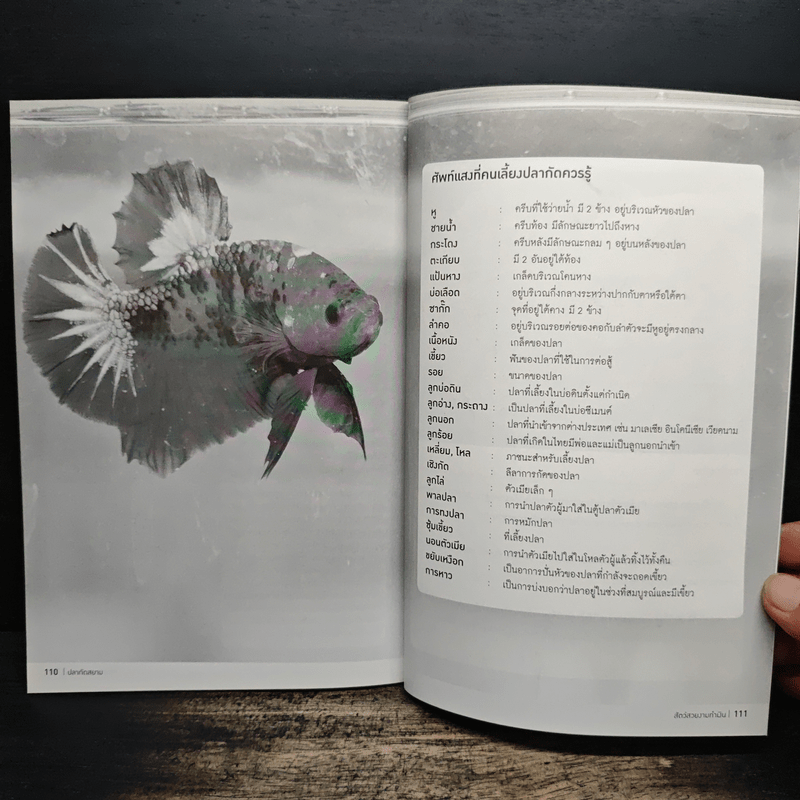 ปลากัดสยาม สัตว์สวยงามทำเงิน - สำนักพิมพ์แม่บ้าน