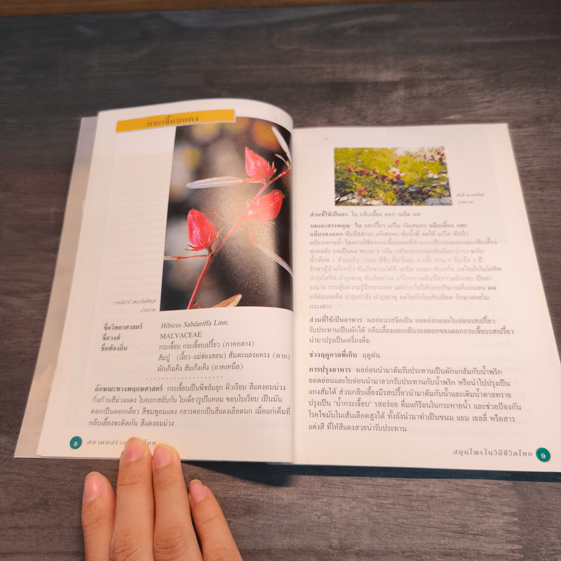 สมุนไพรในวิถีชีวิตไทย - สมาคมสร้างสรรค์ไทย