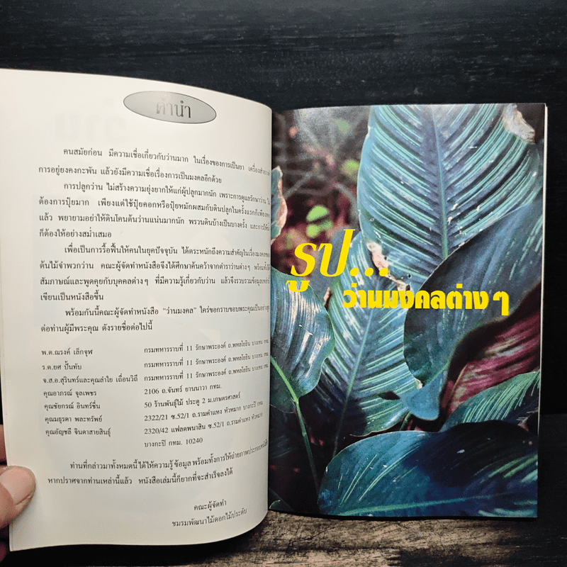 ว่านมงคล - ชมรมพัฒนาไม้ดอกไม้ประดับ