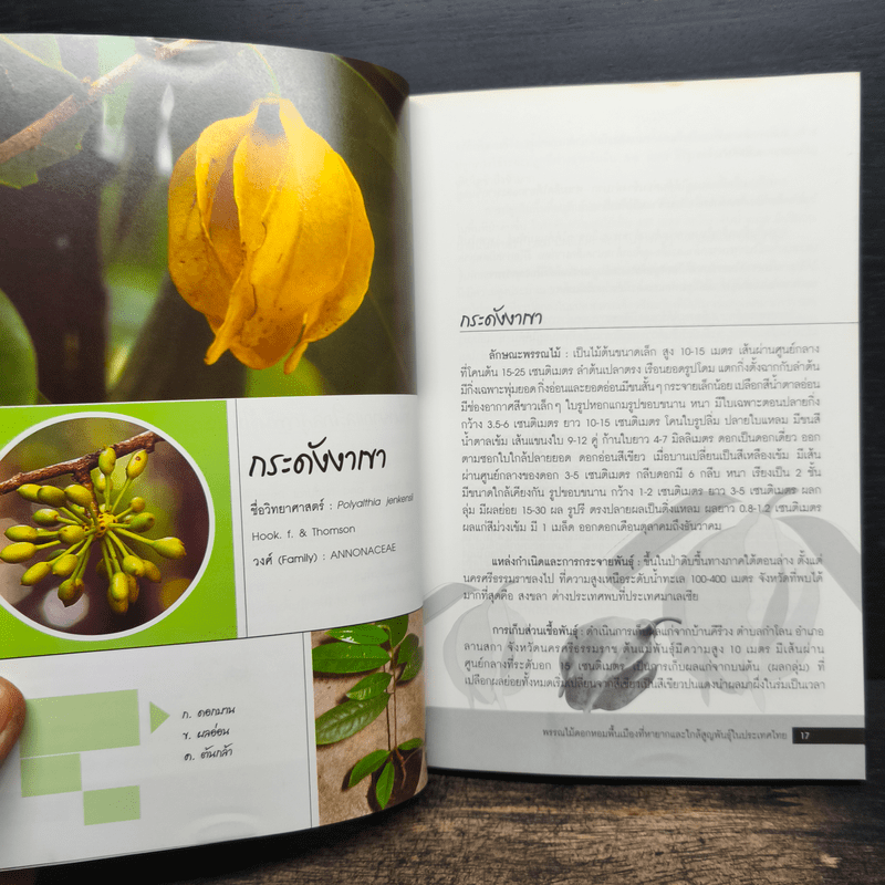 พรรณไม้ดอกหอมพื้นเมือง ที่หายากและใกล้สูญพันธุ์ในประเทศไทย - ปิยะ เฉลิมกลิ่น