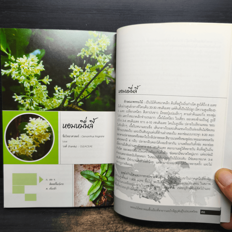 พรรณไม้ดอกหอมพื้นเมือง ที่หายากและใกล้สูญพันธุ์ในประเทศไทย - ปิยะ เฉลิมกลิ่น