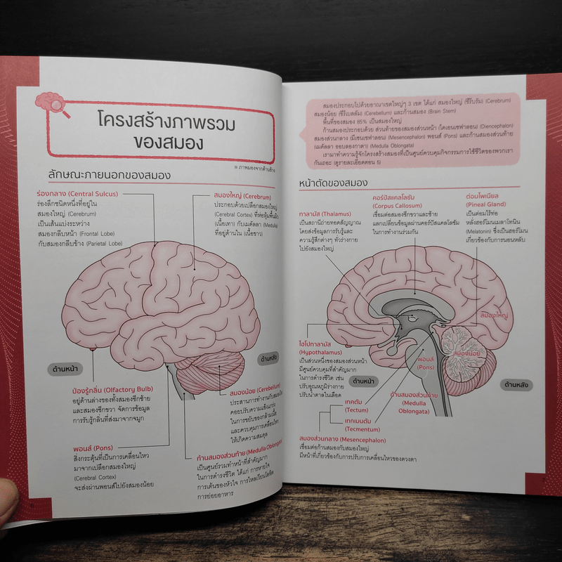 สมอง มหัศจรรย์ของมนุษย์ - โมจิ เคนอิจิโร่