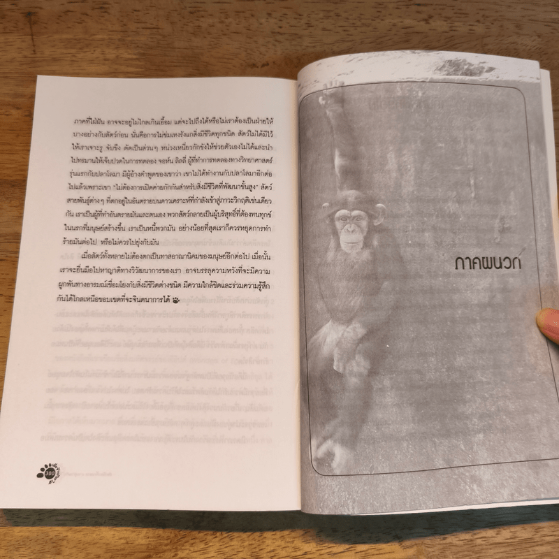 เมื่อช้างร้องไห้ - เจฟฟรีย์ มูไซเอฟ