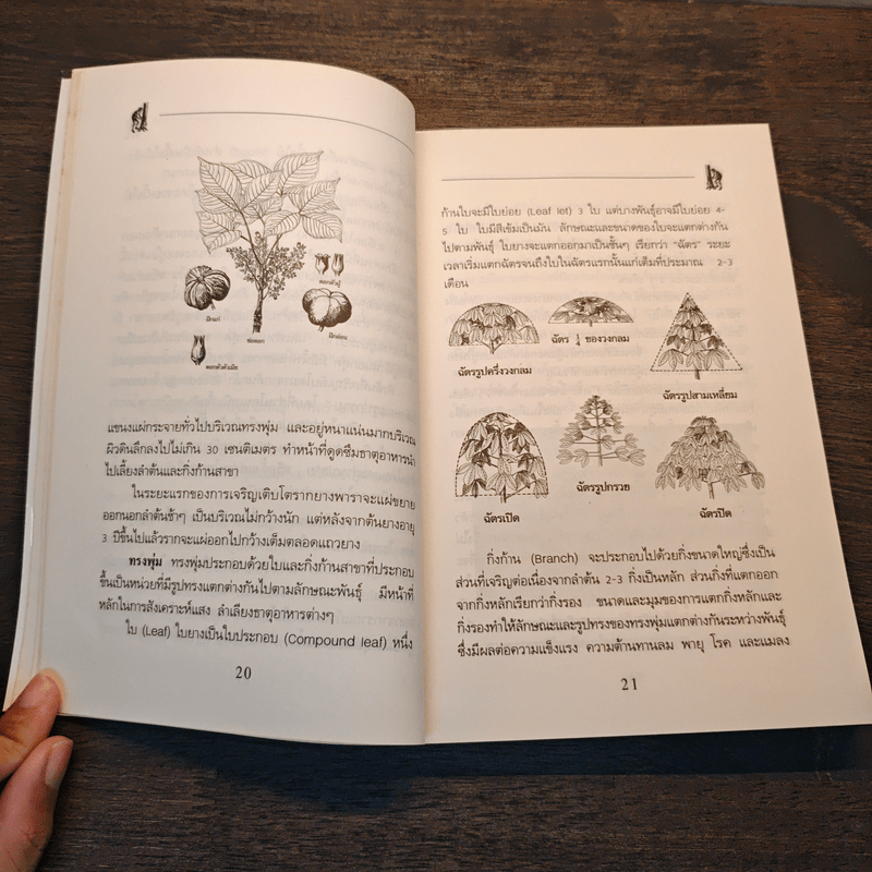 คู่มือการปลูกยางพารา