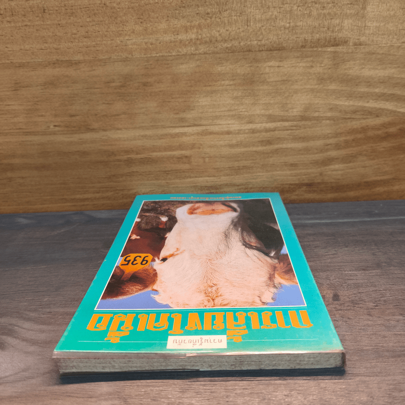 ความรู้เกี่ยวกับการเลี้ยงโคเนื้อ