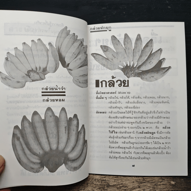 กล้วย ผลไม้ไทยๆสมุนไพรสารพัดประโยชน์