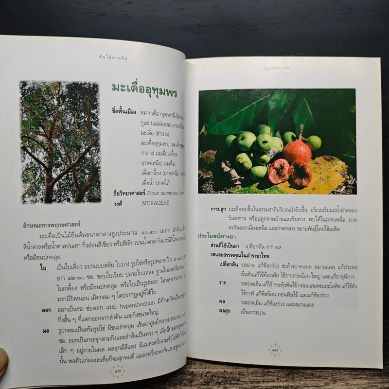 สมุนไพรกับวัฒนธรรมไทย ตอนที่ 1 ต้นไม้ตามทิศ