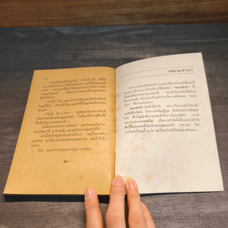 พลายจำปา - ลมุล รัตตากร