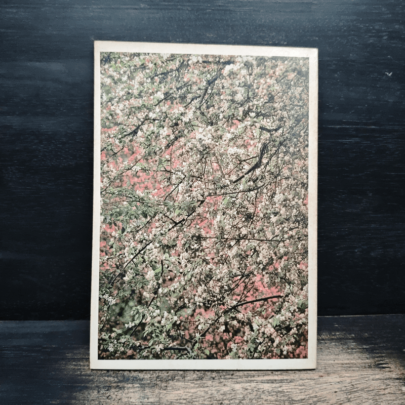 เพียงอยากเห็นดอกไม้บาน - จิตแพทย์วิทยา นาควัชระ