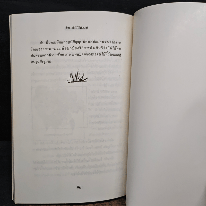 ว่าน ต้นไม้อัศจรรย์ - วันชนะ