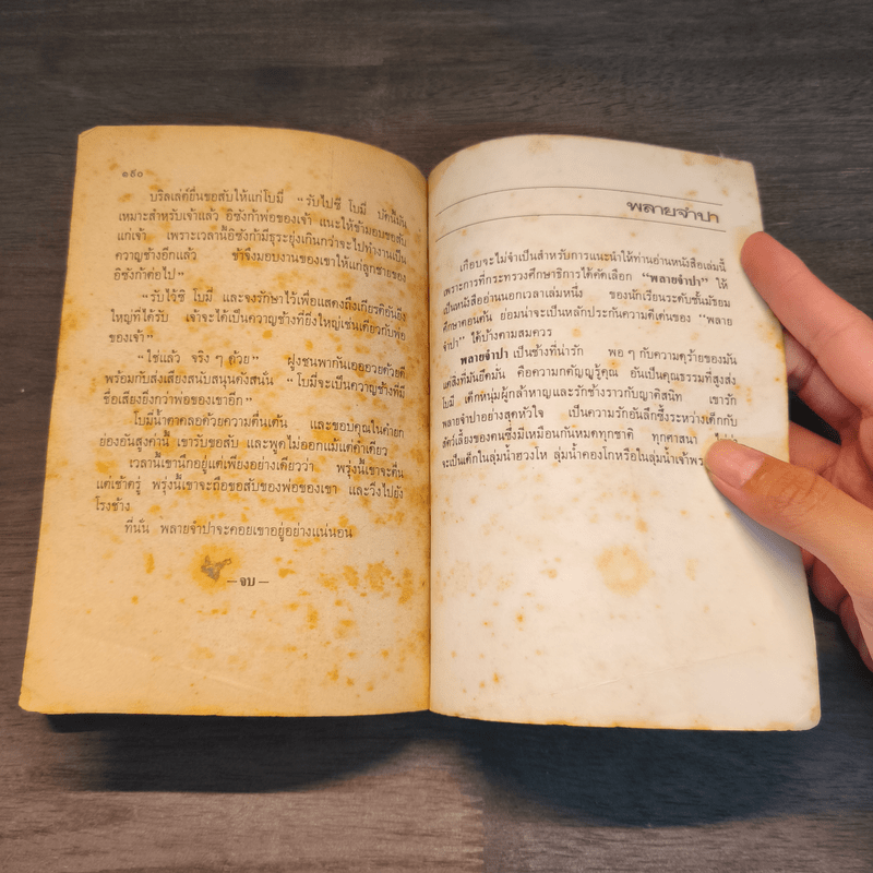 พลายจำปา - ลมุล รัตตากร