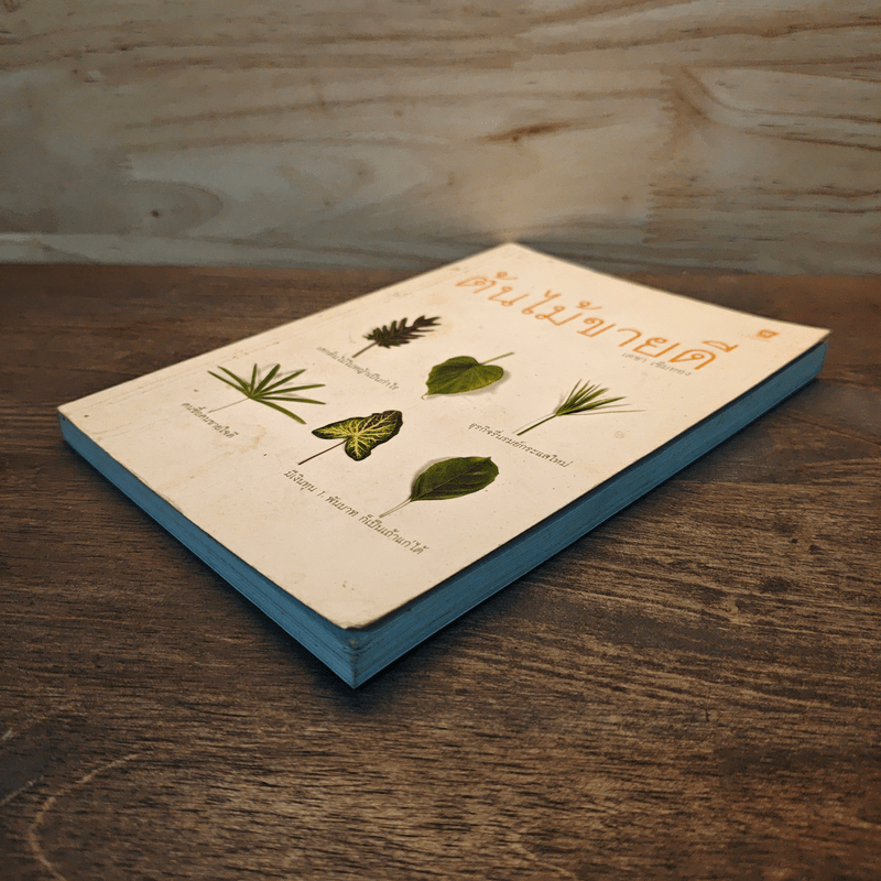 ต้นไม้ขายดี - เดชา เข็มทอง