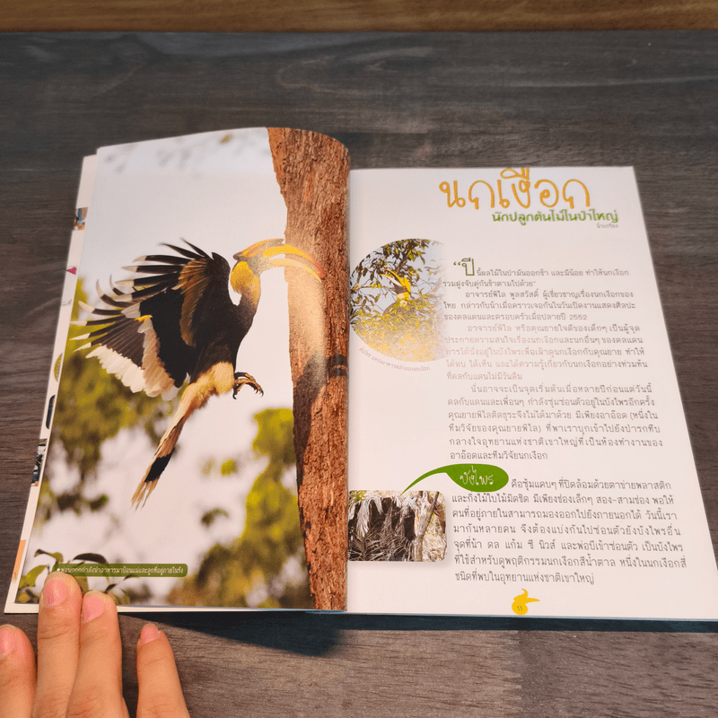 นกเงือก นักปลูกป่า