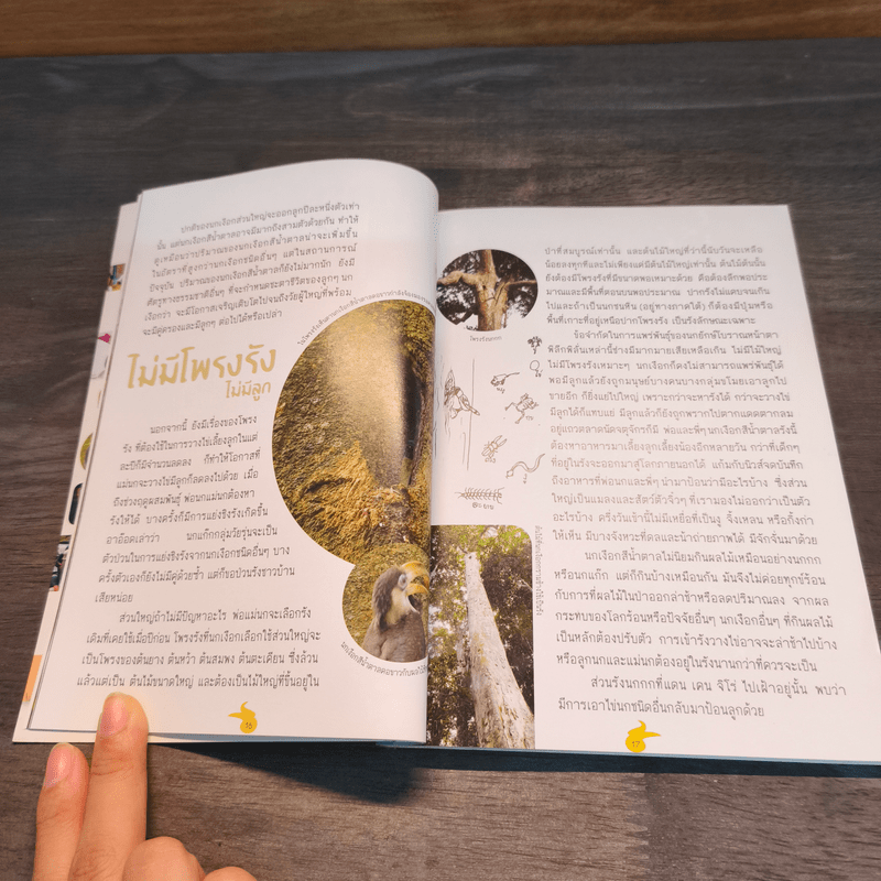 นกเงือก นักปลูกป่า