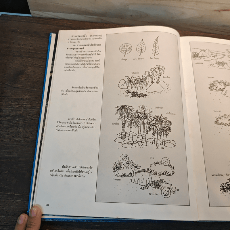 การจัดสวนในบ้าน - เสรี ทรัพยสาร