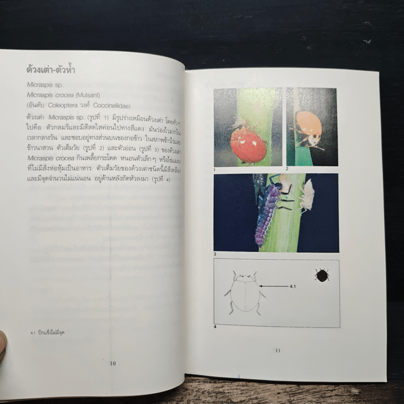 แมลงที่เป็นประโยชน์ แมงมุม และเชื้อโรค - ดร.องุ่น ลิ่ววานิช