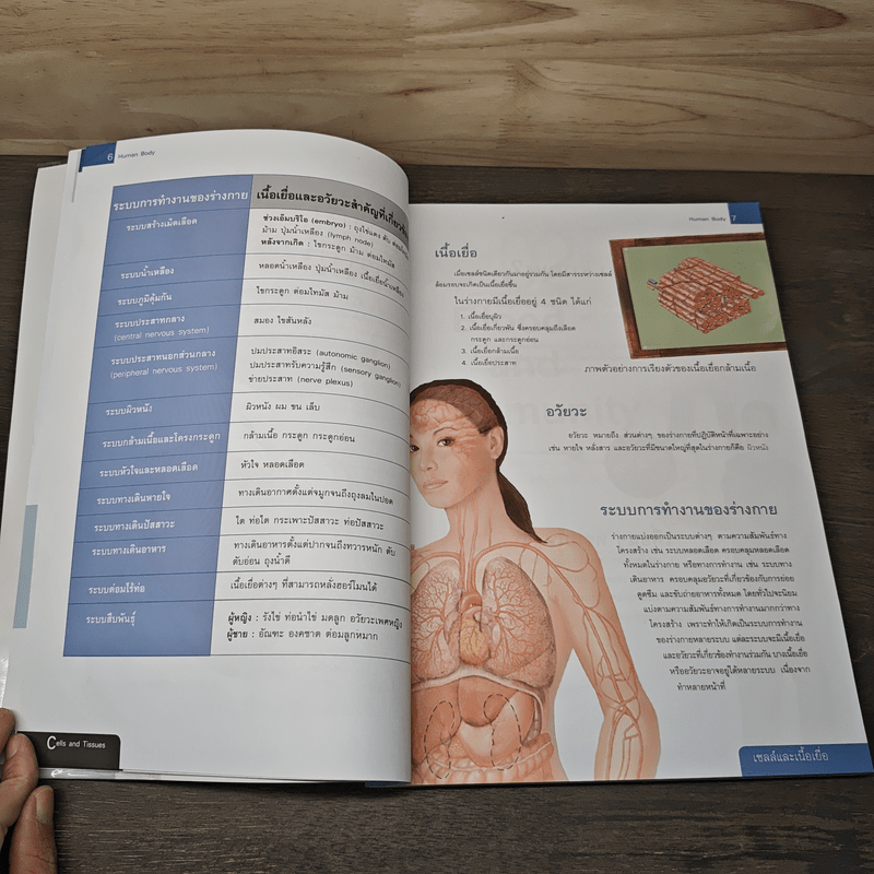 ระบบร่างกายมนุษย์ Human Body - ดร.อรัญญ์ ภูริทรรศนีย์