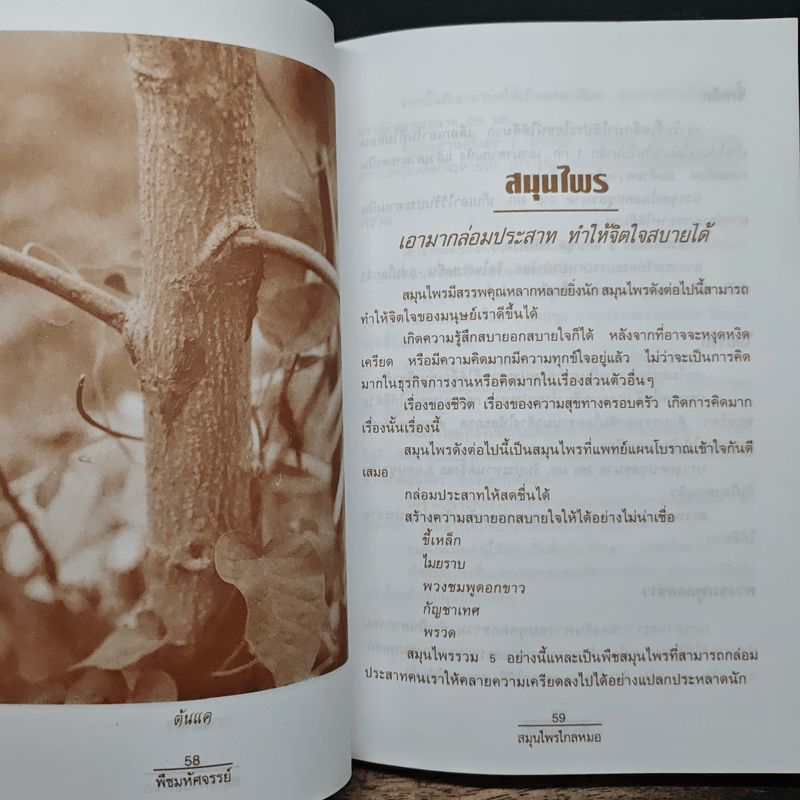 พืชมหัศจรรย์สมุนไพรไกลหมอ - ภาณุทรรศน์