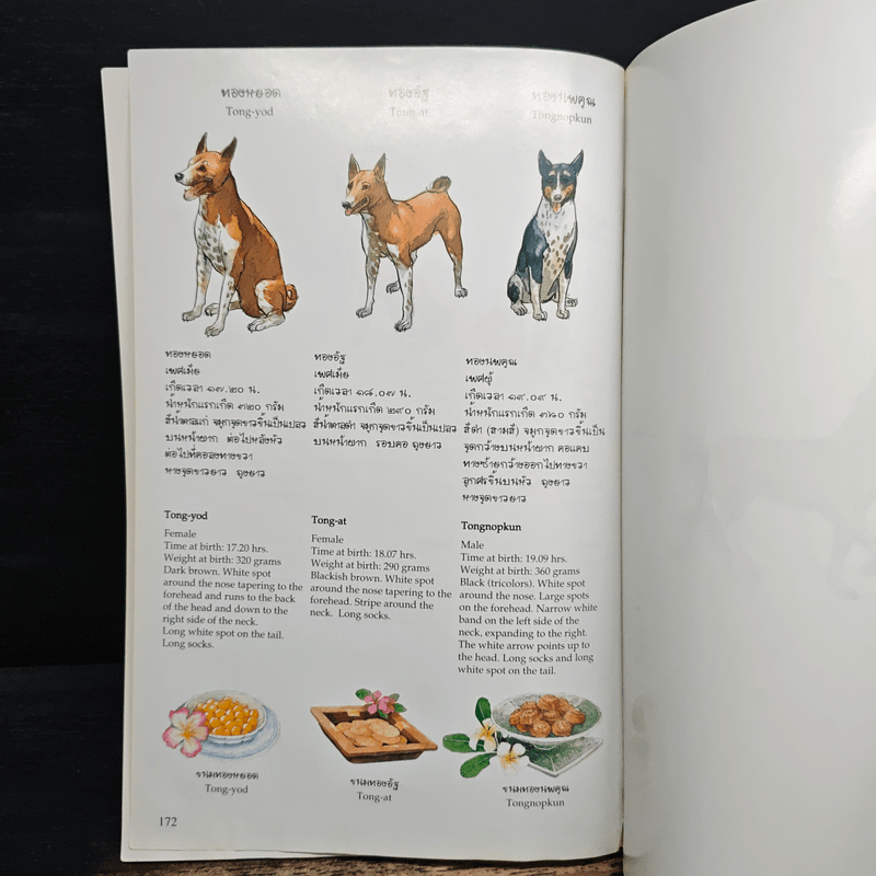 เรื่อง ทองแดง The Story of Tongdaeng ฉบับการ์ตูน ภาพสี