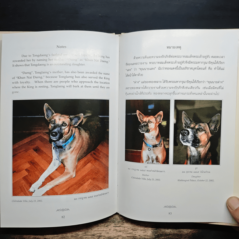 เรื่องทองแดง The Story of Tongdaeng ฉบับการ์ตูน ภาพสี